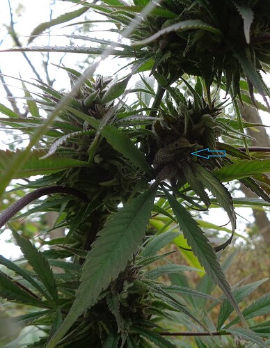 Purple Satellite 3