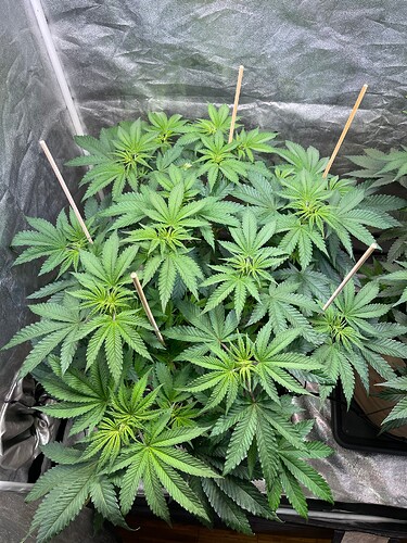 Growreport Bild 5