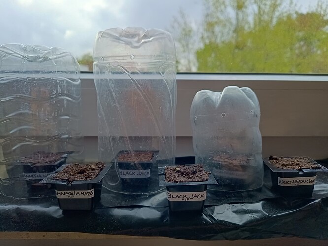 IMG_20240418_131038350_HDR