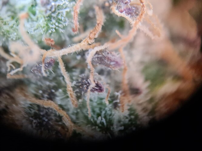 Growreport Bild 33