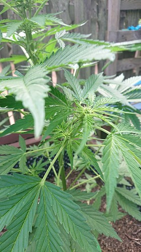 Growreport Bild 82