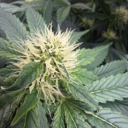 Growreport Bild 8