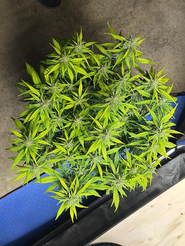 Growreport Bild 1