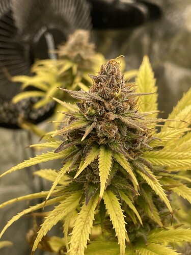Growreport Bild 3