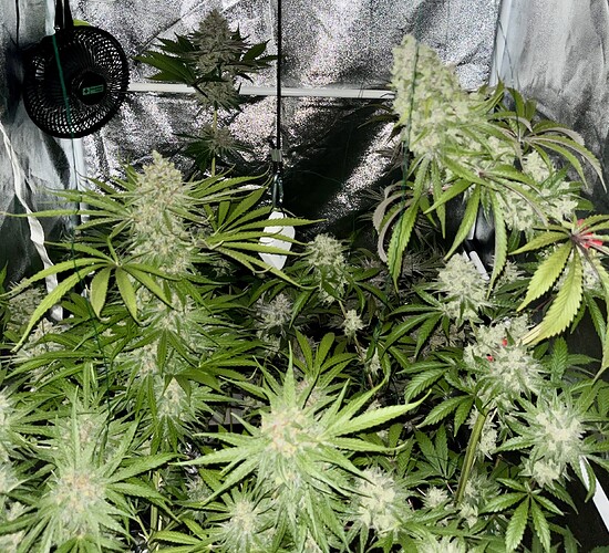 Growreport Bild 15