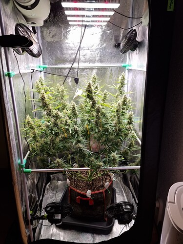 Growreport Bild 4