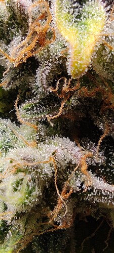 Growreport Bild 38