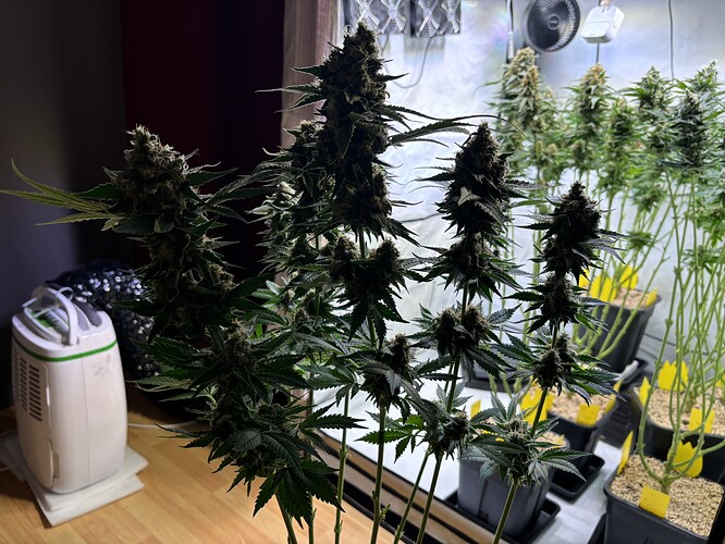 Growreport Bild 108