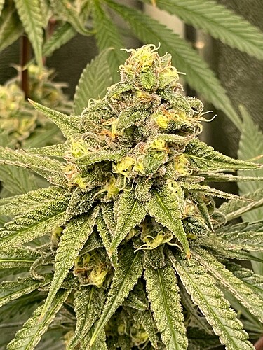Growreport Bild 60