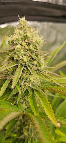 Growreport Bild 54