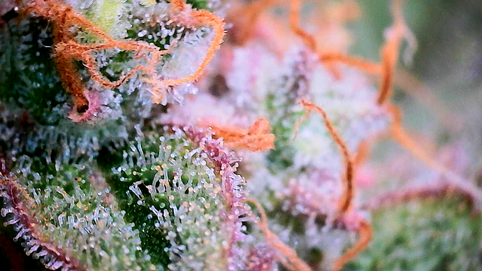 Growreport Bild 24