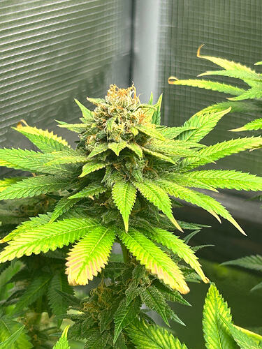 Growreport Bild 7