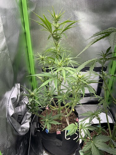 Growreport Bild 7