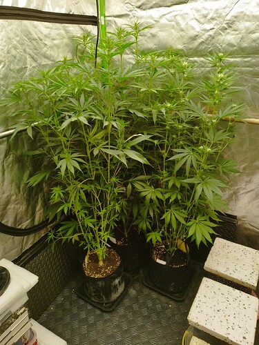Drei junge Cannabispflanzen in einem Zelt, die sich im Wuchs befinden.