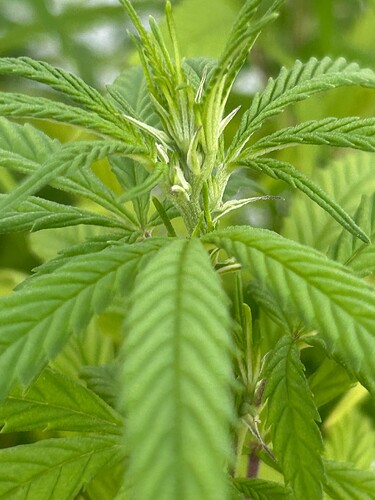 Growreport Bild 74