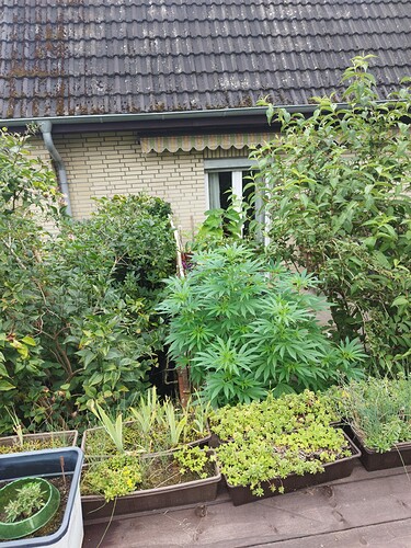Growreport Bild 9