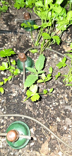 Growreport Bild 12