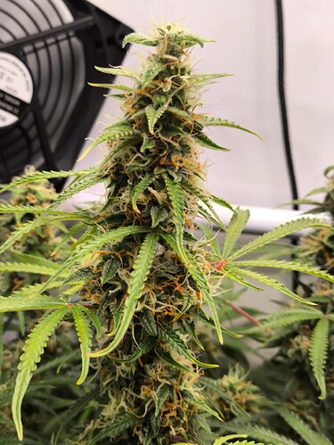 Growreport Bild 11