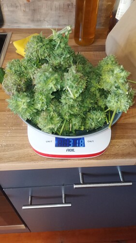 Growreport Bild 3