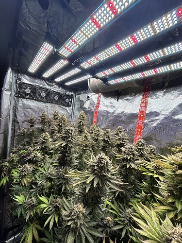 Ein Growzelt mit mehreren blühenden Cannabispflanzen unter einer LED-Beleuchtung.