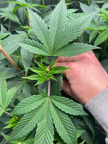 Growreport Bild 4