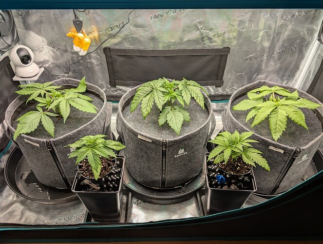 Growreport Bild 1