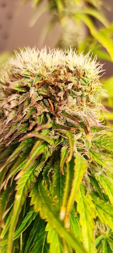 Growreport Bild 19