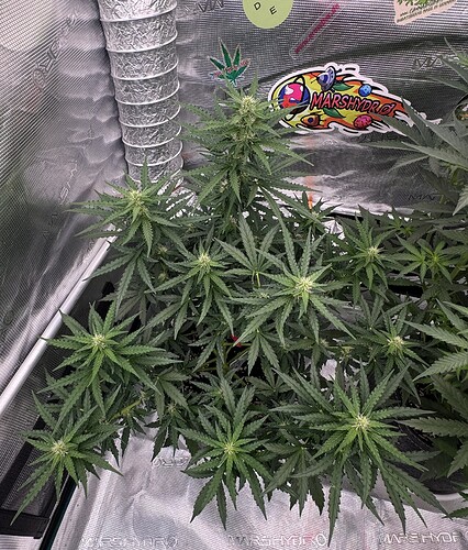 Growreport Bild 29