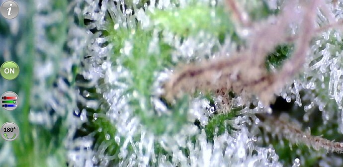 Growreport Bild 13