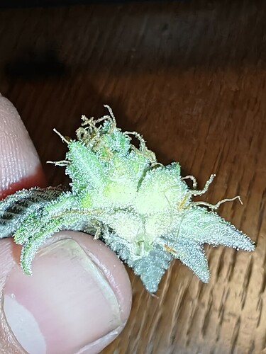 Growreport Bild 31
