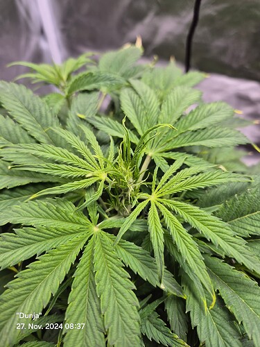 Growreport Bild 2