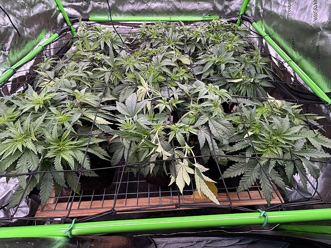 Growreport Bild 1