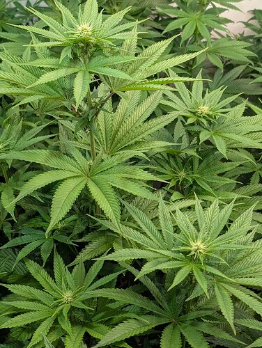 PXL_20250529_132550780