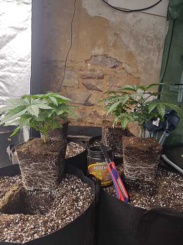Growreport Bild 3
