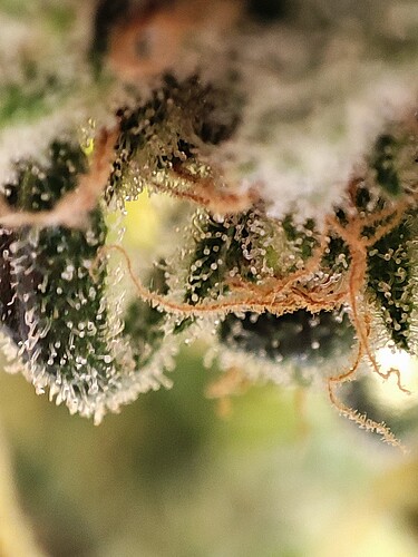 Growreport Bild 84
