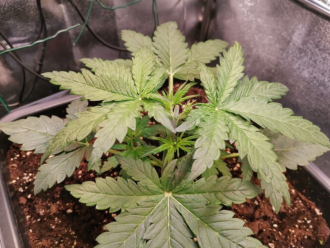 Amnesia Haze Topping, 27.05.25 (1)