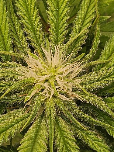 Growreport Bild 7