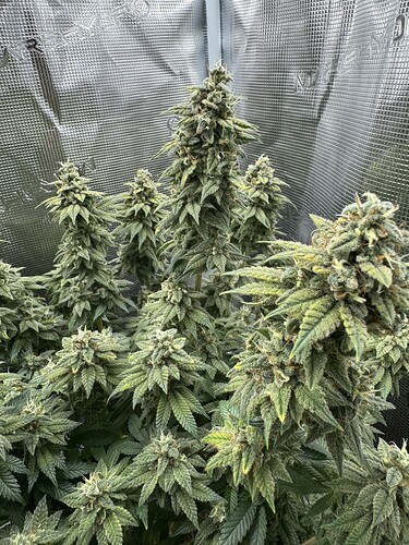 Growreport Bild 5