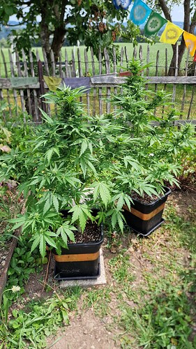 Growreport Bild 36