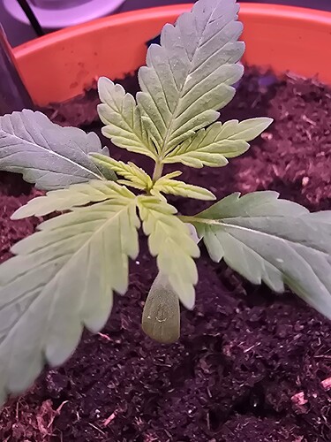 17315806605013079608722805656695