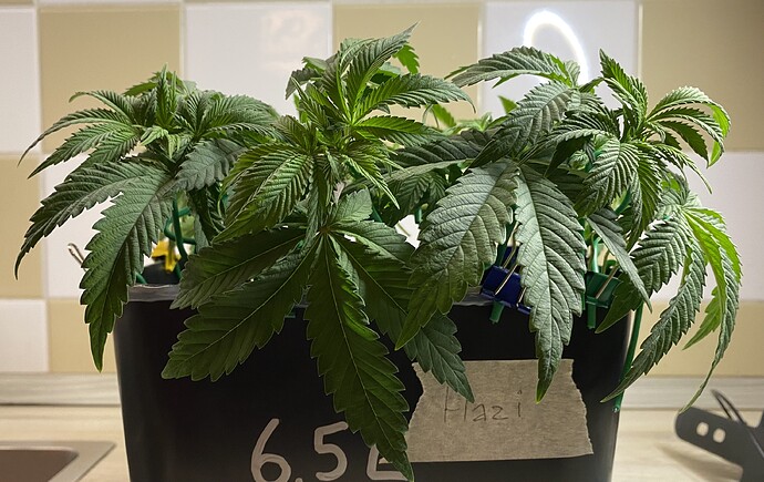 Growreport Bild 33