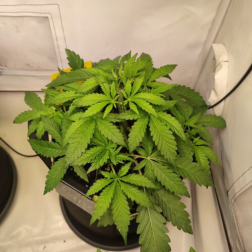Growreport Bild 5