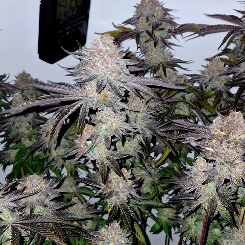 Growreport Bild 25