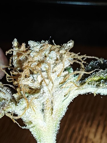Growreport Bild 33