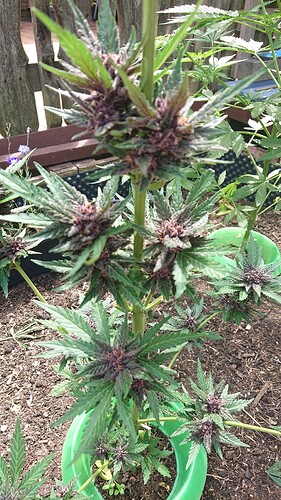 Growreport Bild 77
