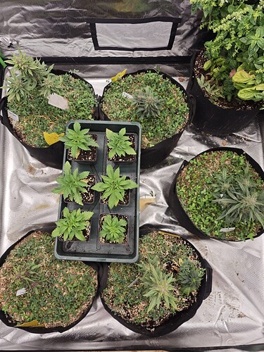 Growreport Bild 29