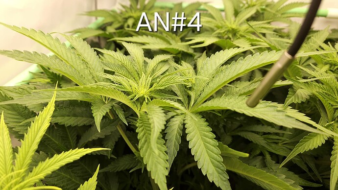 Growreport Bild 16