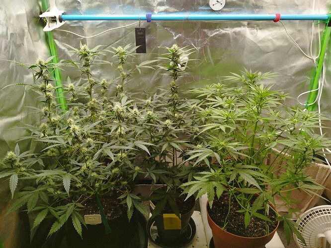 Zwei Cannabispflanzen in einem Zelt, eine davon in der Blütephase mit sichtbaren Blütenansätzen, die andere in der Wachstumsphase.