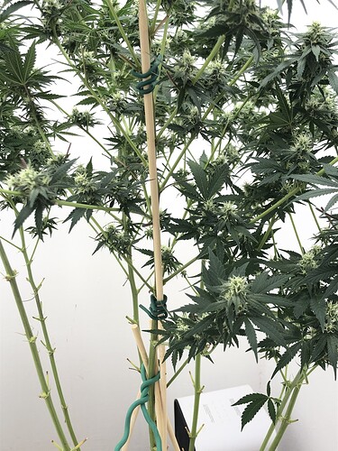 Growreport Bild 6