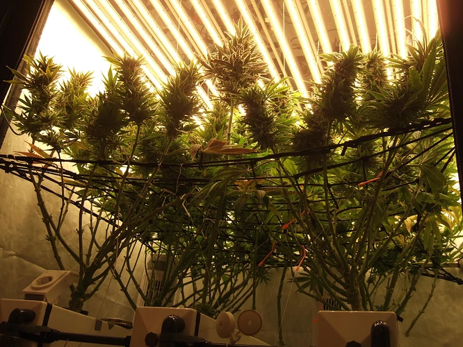 Growreport Bild 29